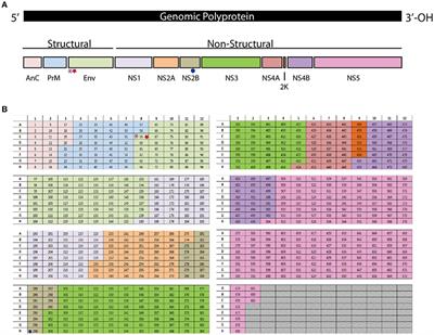 Identification of Protective CD8 T Cell Responses in a Mouse Model of Zika Virus Infection